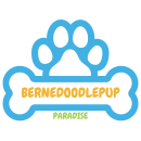 logo-bernedoodlepup~paradise